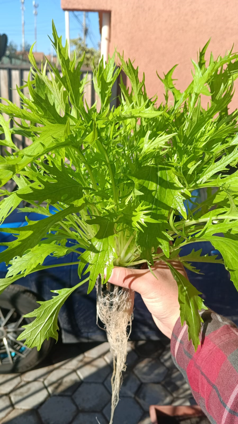 Cultivo hidropónico mostrando sus raíces