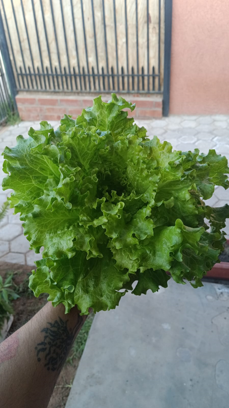 Lechuga cultivada en sistema hidropónico